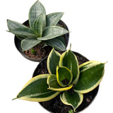 Muda Sanseveria Hahnii Silver