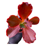 Muda Suculenta Echeveria Ruth