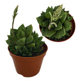 Muda Suculenta Haworthia Cymbiformis