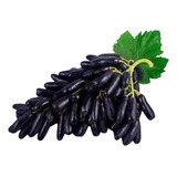 Plantio