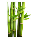 Mudas Bambu Mosso Gigante
