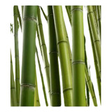Mudas Bambu Mosso Gigante