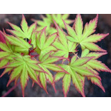 Bonsai