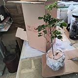 Mudas De Árvore Da Felicidade Ornamental Pronta Para Embelezar Seu Espaço Exterior Ou Interior