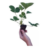 Mudas De Morango Gigante Albion 15 Unds