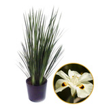 Mudas De Moreia Para Paisagismo Flor Branca 50und 60cm