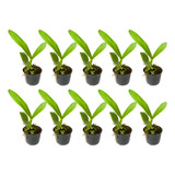 Mudas De Orquidea Cattleya Kit C 12 Lindas