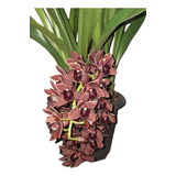 Mudas De Orquídea Cymbidium Dorothy Adulta Com Flor 