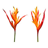 Mudas Heliconia Papagaio bulbos