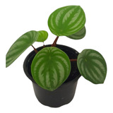 Mudas Plantas Peperomia Zebra Melancia Decoração