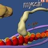 Muscle And Molecular Motors