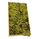 Musgo Fofao Verde Vivo