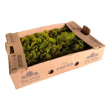 Musgo Fofao Vivo Verde