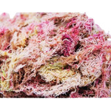 Musgo Rosa Sfagno Orgânico Substrato Sphagnum Orquídea Flor