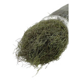 Musgo Seco Barba De