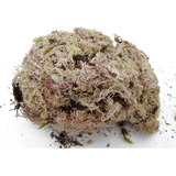 Musgo Sphagnum 3 Litros Substrato Plantas Orquídea Arranjo