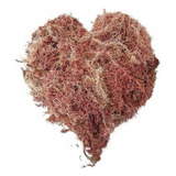 Musgo Sphagnum 4 Litros Substrato Para Plantas E Orquídeas