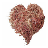 Musgo Sphagnum 4 Litros Substrato Para Plantas E Orquídeas
