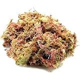 Musgo Sphagnum 40g Substrato Natural Para Orquídeas Plantas Carnívoras E Decoração Alta Absorção E Pureza Superior