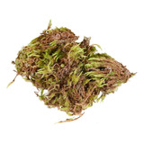 Musgo Verde Desidratado Para