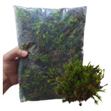Musgo Verde Tipo Graminha 2 Litros   Substrato Natural