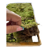 Musgo Verde Vivo Para