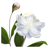 Myrtus Communis Myrtle Murta Bonsai Sementes Paras Mudas