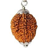 NAISHA 2 Pulseira Mukhi Rudraksha   Joia Unissex Marrom Com Contas Rudraksha   100  Original E Certificada  2 Mukhi  Madeira  Rudraksh