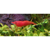 Neocaridina Red Sakura Grade C