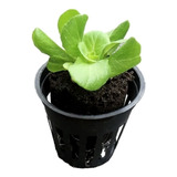 Netpot Para Hidroponia Kit Com 10 Unidades
