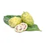Noni Fruta Medicinal  Antioxidante Fonte De Vitaminas