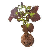 Novidade Kokedama Coleus Coração Magoado
