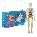 Nuevo Modelos De Corpo Humano Esqueleto Medicina Enfermagem