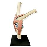 NURCIX Modelo De Joelho Modelo De Articulação De Joelho Flexível Com Ligamento E Suporte Modelo De Articulação De Joelho Humano Em Tamanho Real Modelo De Anatomia Do Joelho Modelo De Articulação