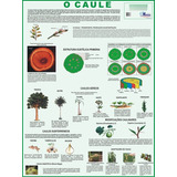O Caule Mapa Gigante Livro Para Estudos De Botânica Jardinagem Flores Plantas E Trabalhos Escolares Medindo 120x90cm Equipe Multivendas