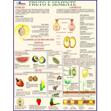 O Fruto E A Semente Mapa Gigante Livro Para Estudos De Botânica Jardinagem Flores Plantas E Trabalhos Escolares Medindo 120x90cm Equipe Multivendas