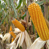 Oferta 1 Kg Sementes De Milho Crioulo Safra Nova P Plantio