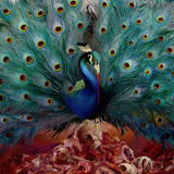 Opeth Sorceress