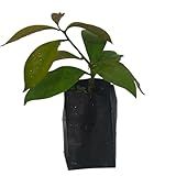 Ora-Pró-Nobis Flor Branca- Muda De Planta Medicinal Comestivel - Recomendada Na Medicina Na Prevenção E Combate A Dezenas De Problemas De Saúde