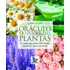 Oráculo Do Poder Das Plantas: 50 Cartas Para Autoconhecimento, Equilíbrio E Harmonia Interior, De Cláudia Oliveira., Vol. 1. Editorial Matrix, Capa Mole, Edição 1 Em Português, 2024