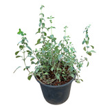 Oregano Erva