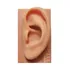 Orelha De Silicone Acupuntura Auricular   Auriculoterapia
