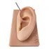 Orelha De Silicone Acupuntura Auricular   Auriculoterapia