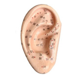 Orelha Treino C Pontos Auricoloterapia Acupuntura Auricular