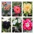 Orquidario Queiroz Kit Coleção 10 Mudas De Rosa Do Deserto Cores Sortidas
