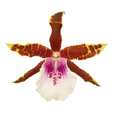 Orquide Miltonia Candida Planta