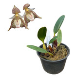 Orquídea Adulta Bulbophyllum Ambrosia Muda Próximo De Florir
