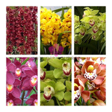 Cymbidium