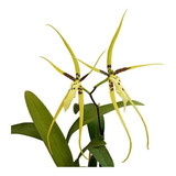 Orquídea Aranha Brassia Planta Adulta Exótica