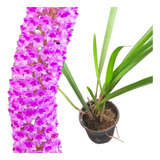 Orquídea Arpophyllum Giganteum Muda Adulta sem Flor 